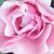 Różowy  - Róże rabatowe floribunda - Nagyhagymás